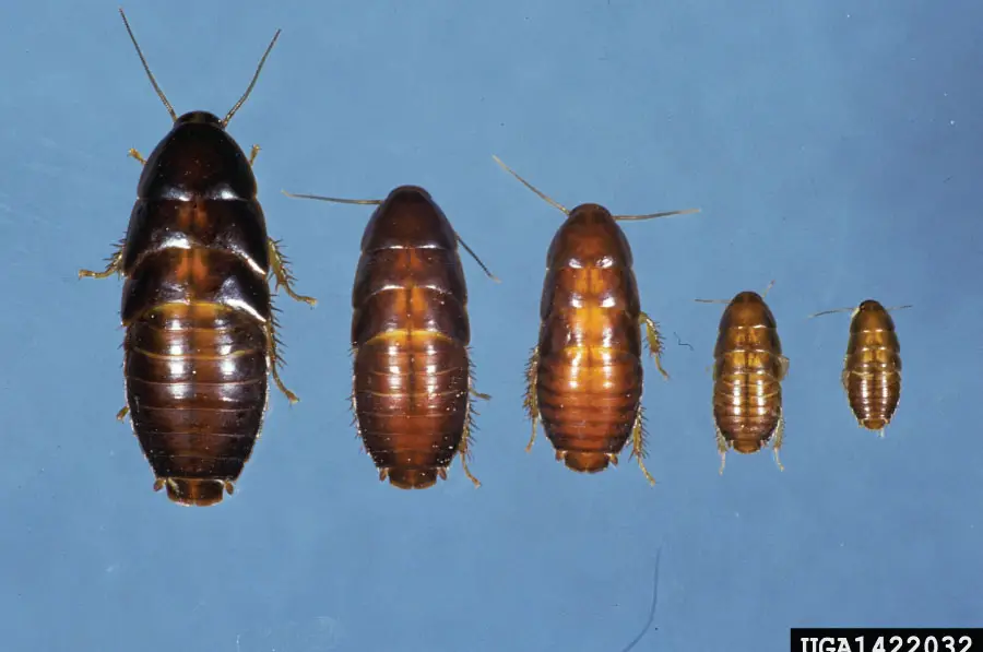 Baby Palmetto Bugs size comparison with age Oriental Cockroach