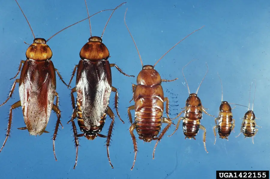 Baby Palmetto Bug size comparison American Cockroach