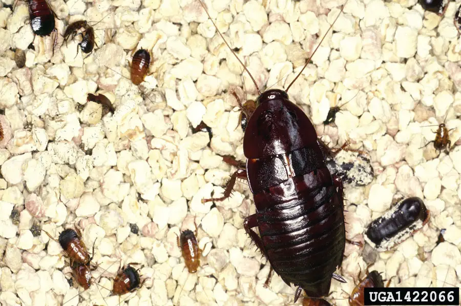Large Palmetto bug with baby palmetto bug oriental cockroach
