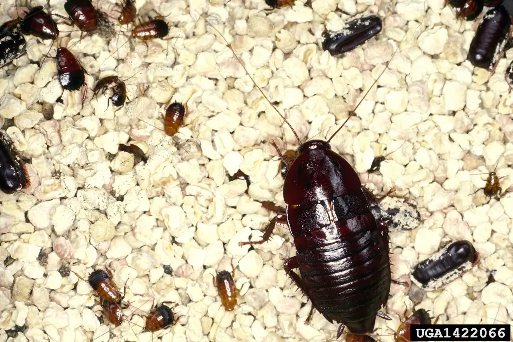 An oriental cockroach egg with baby oriental roaches and adult female oriental cockroach