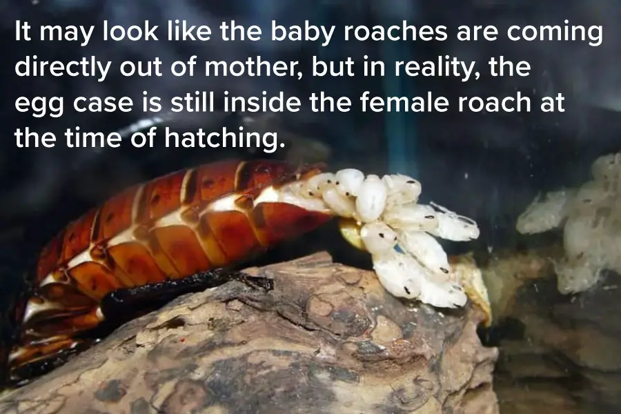 Egg hatching inside a hissing roach