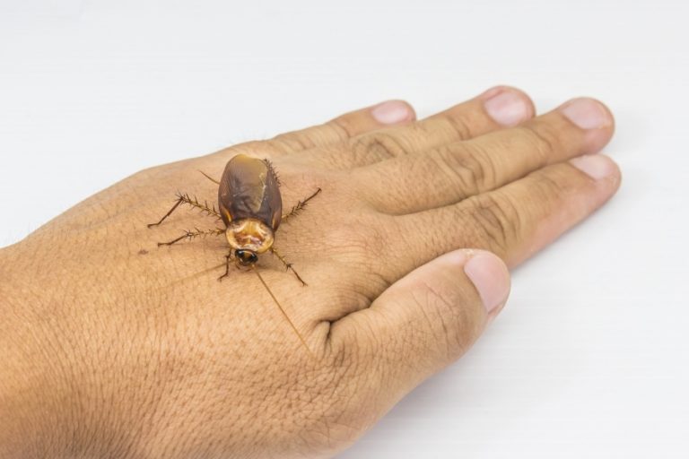 Palmetto Bug Survival Guide About Palmetto Bug