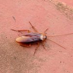 11 Steps to conclude a Palmetto Bug Infestation