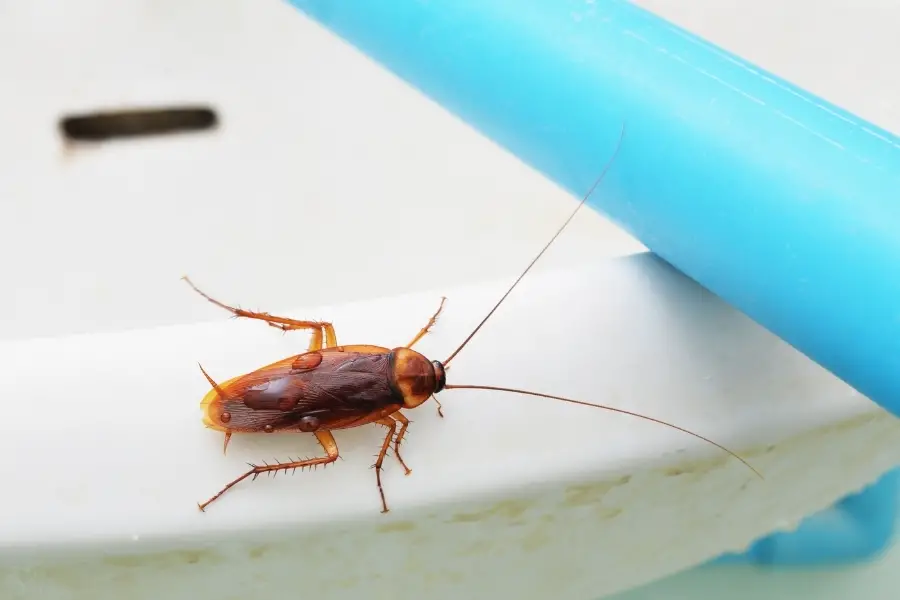 Why I Have A Cockroach in Bathroom (Check THIS First!)