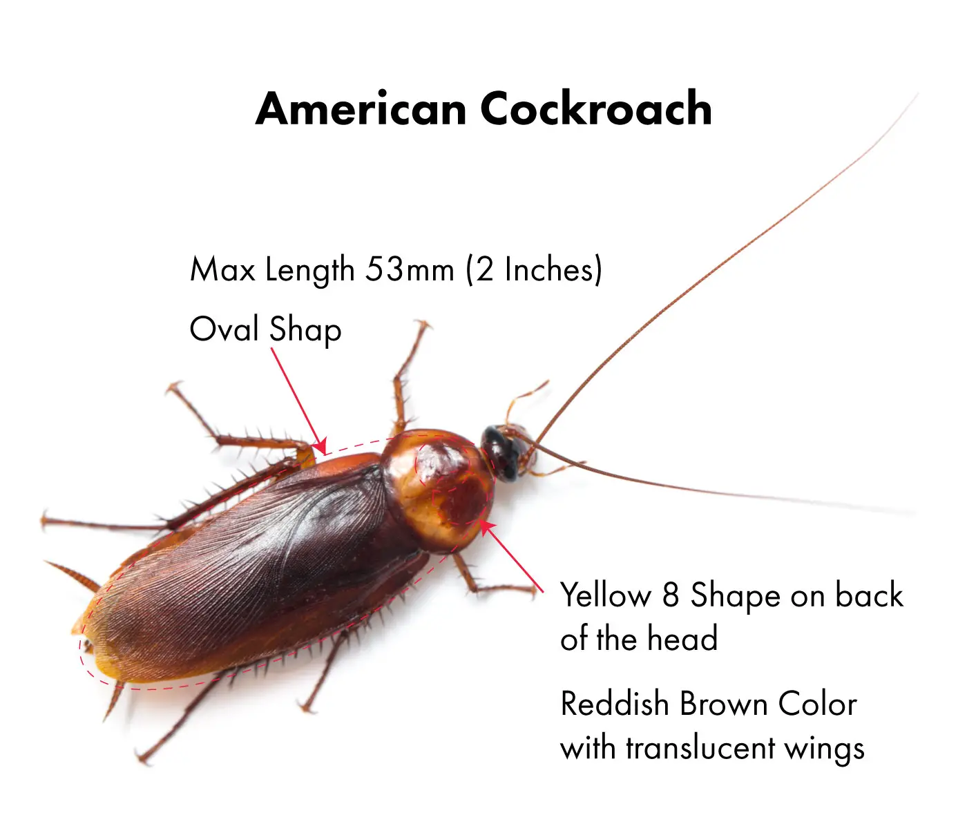 American Cockroach Palmetto Bug