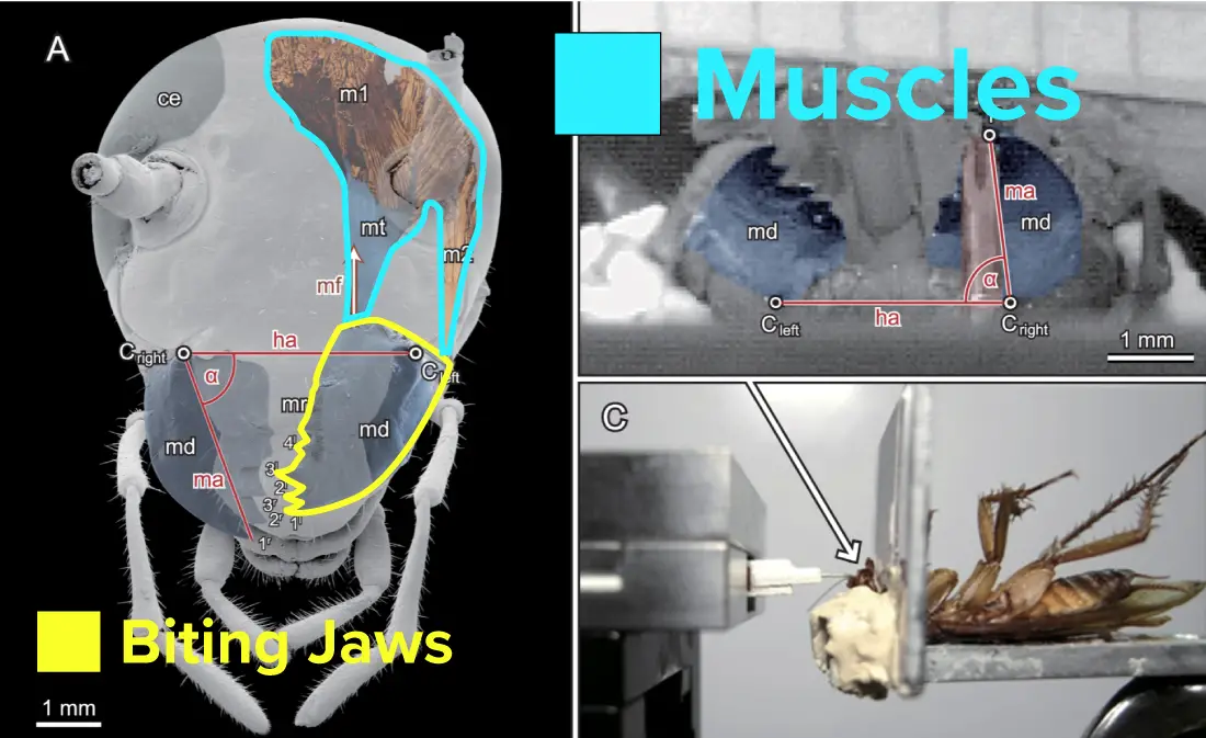 Do Palmetto Bugs Bite? APB