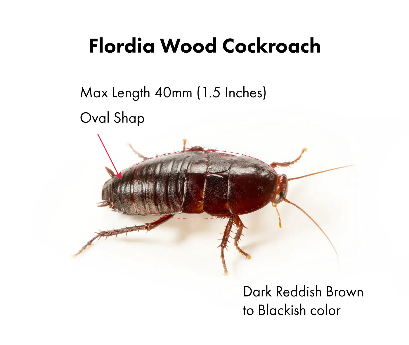Florida Wood Cockroach Palmetto Bug