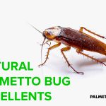 Natural Palmetto bug repellants