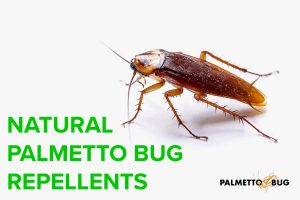Natural Palmetto bug repellants