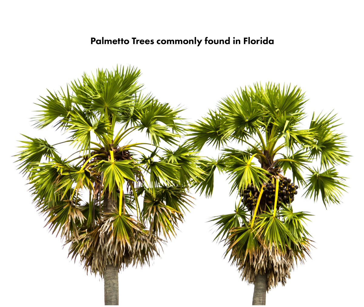 Palmetto Trees where palmetto bugs were commonly found. 