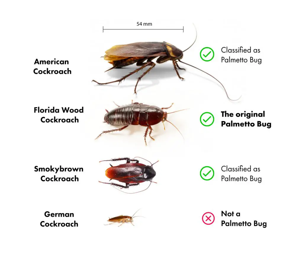 Palmetto Bug [Is it a COCKROACH?] | APB