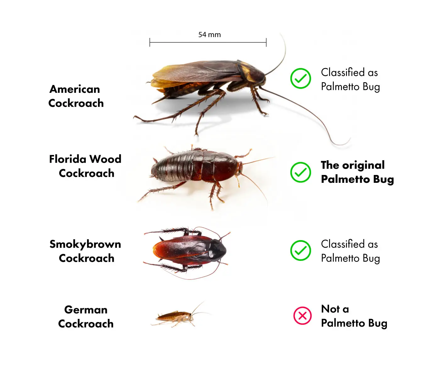 Palmetto Bug Cockroaches size comparison