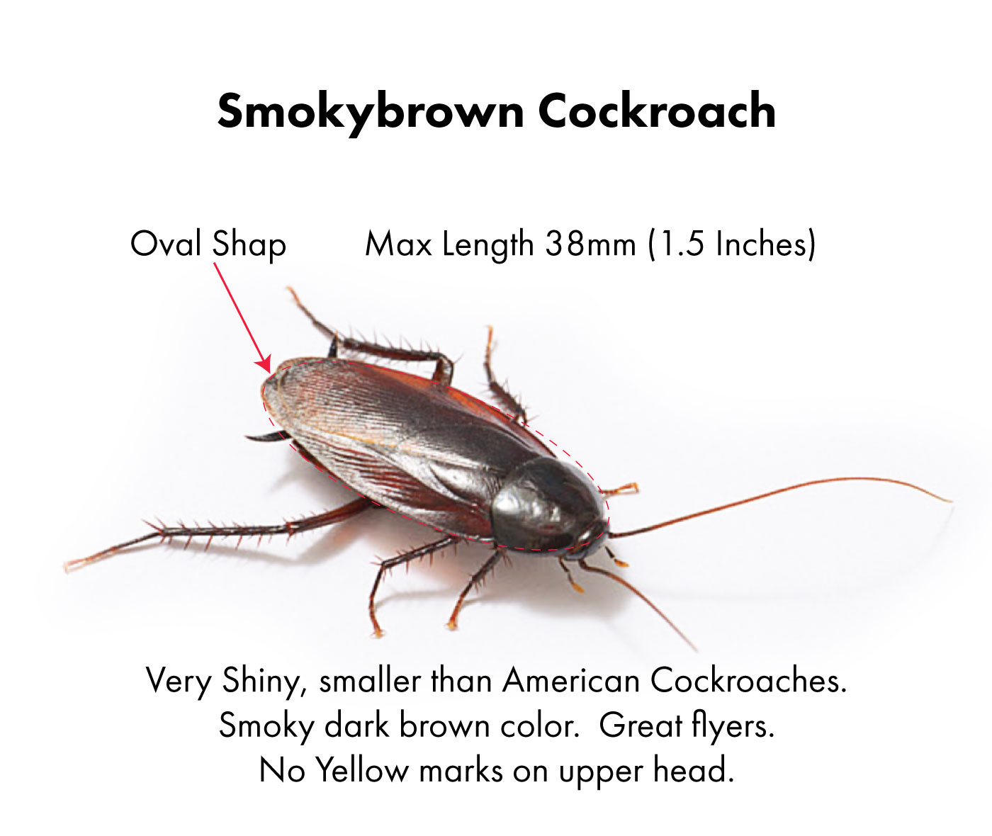 About Palmetto Bug A palmetto bug survival guide