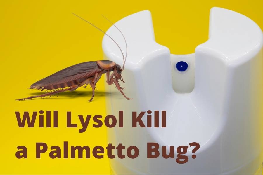 Will Lysol Kill a Palmetto Bug
