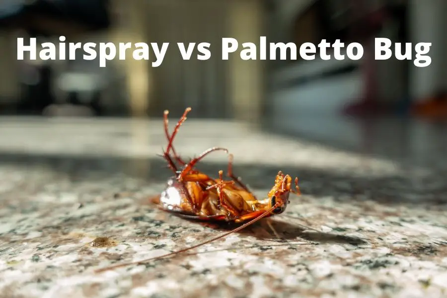 will hairspray kill a palmetto bug?