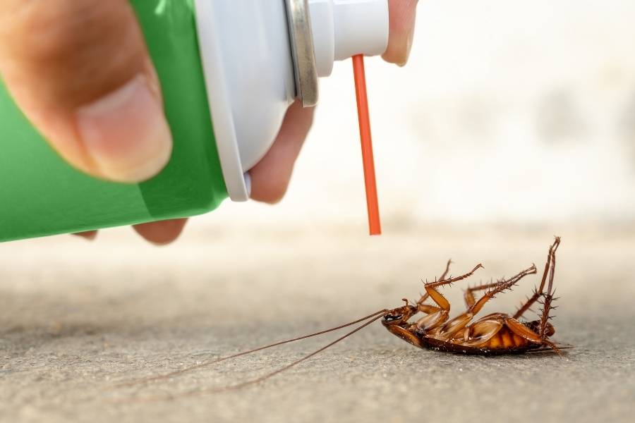 Will Lysol Kill a Palmetto Bug