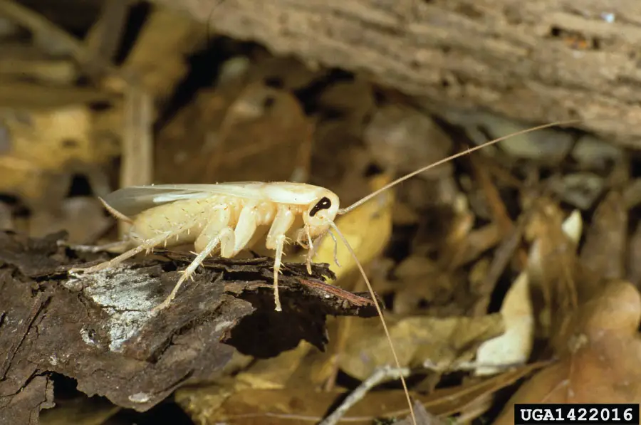 An image of baby palmetto bug