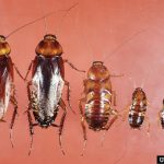 Baby Cockroach: All You Need to Know