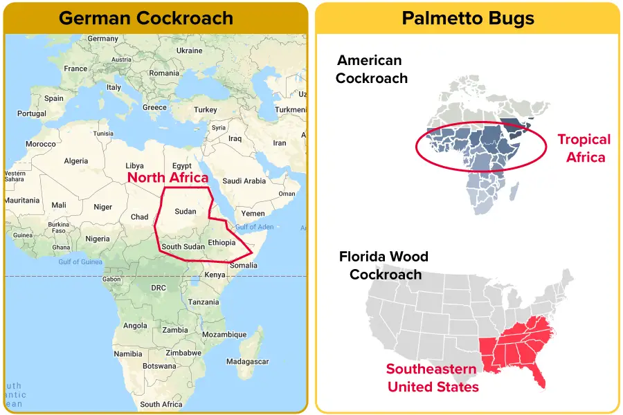 German Cockroach vs Palmetto Bug: Origins