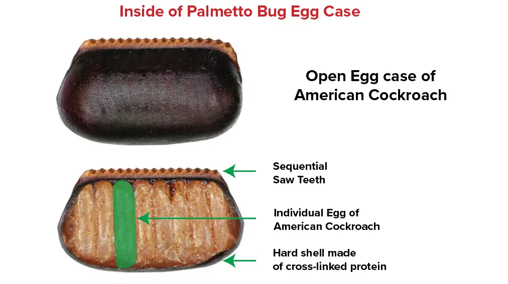 Inside Egg Structure, Palmetto Bug
