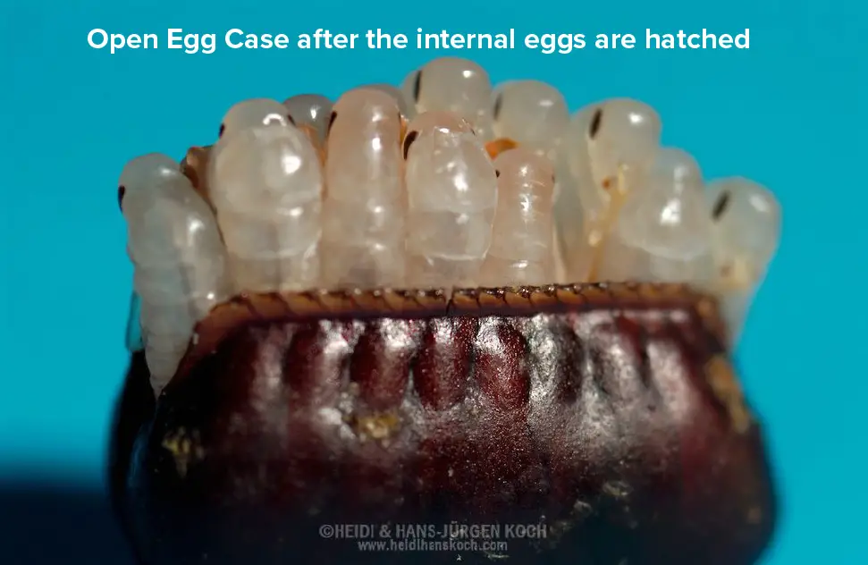 Hatched Palmetto Bug Egg Case