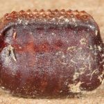 Palmetto Bug Egg Cases