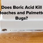Boric Acid for Roaches: Does it kill?