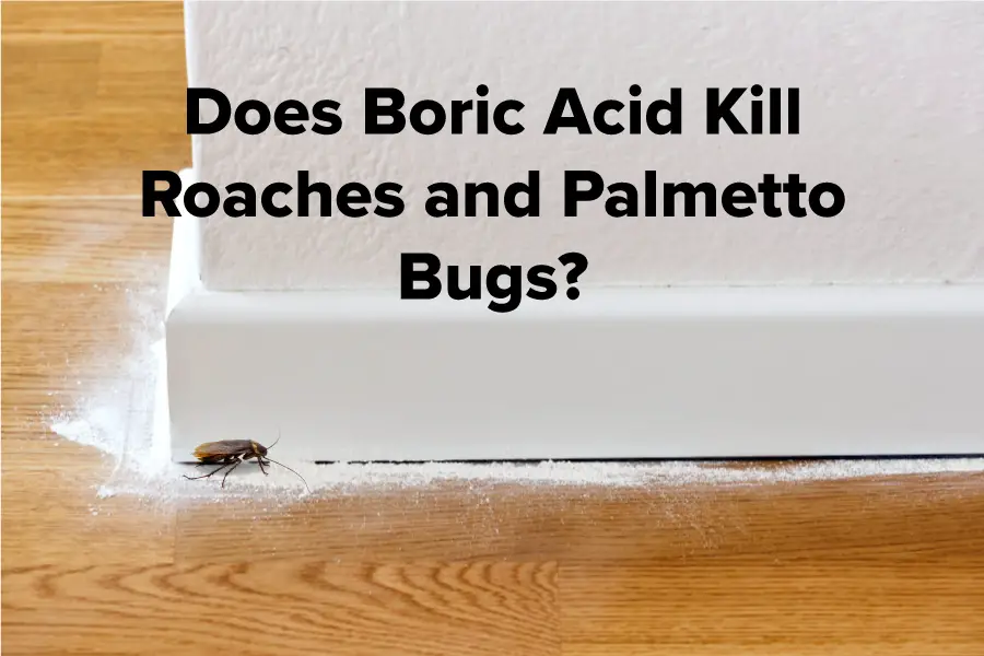 Does boric acid kill palmetto bugs and roaches?