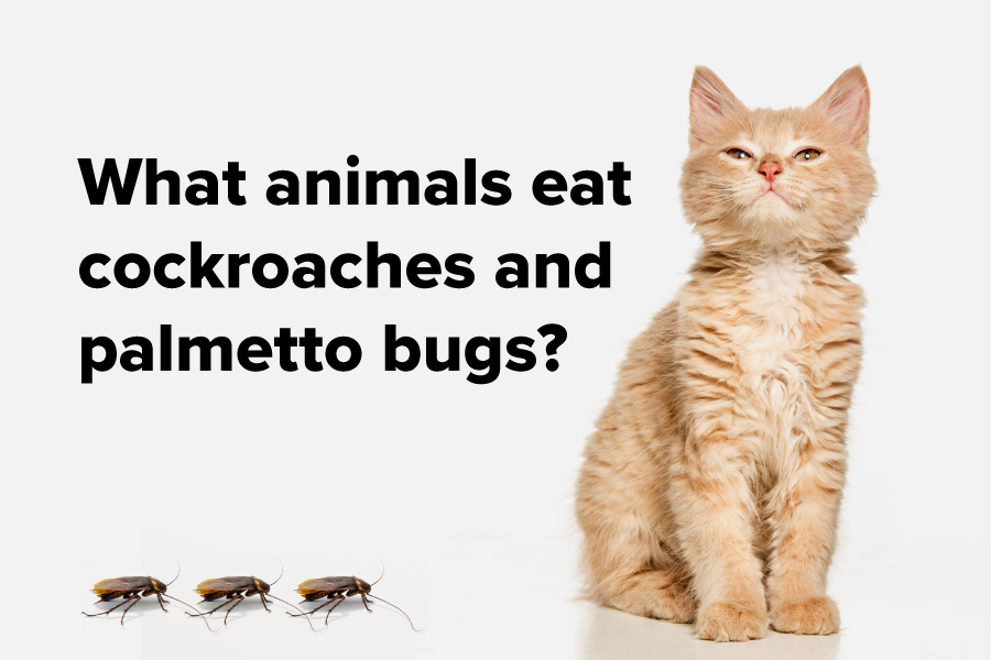 What animals eat cockroaches and palmetto bugs?