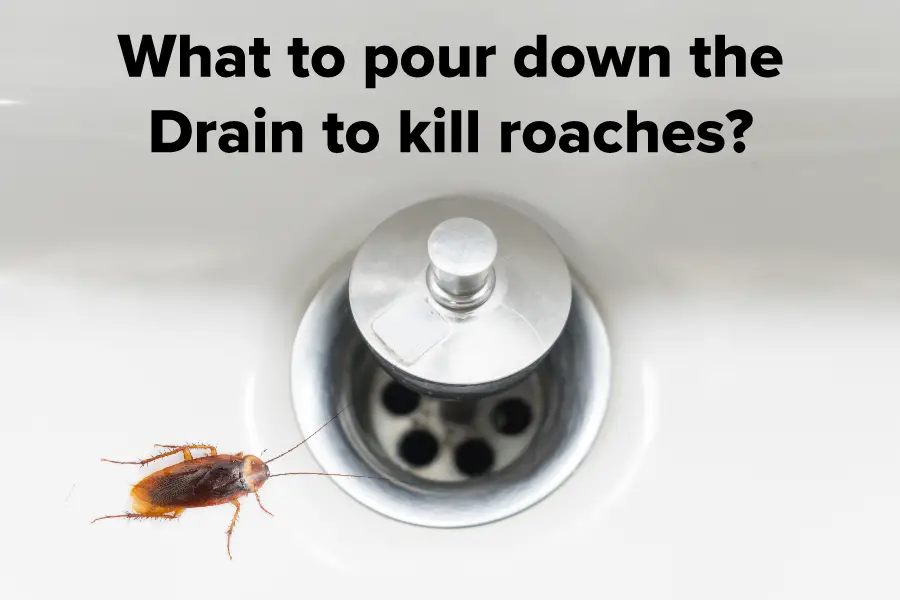 What to pour down the Drain to kill roaches?