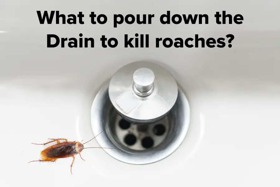 roaches in sink drain        
        <figure class=