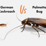 German Roach vs American Roach (Which ONE to FEAR?)