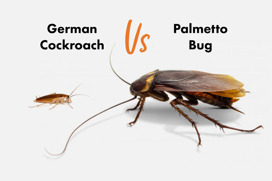 German Cockroach vs Palmetto Bug
