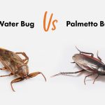 Water Bug vs Palmetto bug comparison