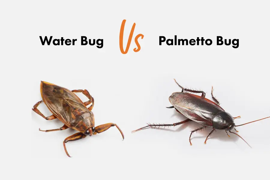 Palmetto Bug Vs. Water Bug [15 Differences]