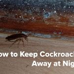 How to keep cockroaches away at night