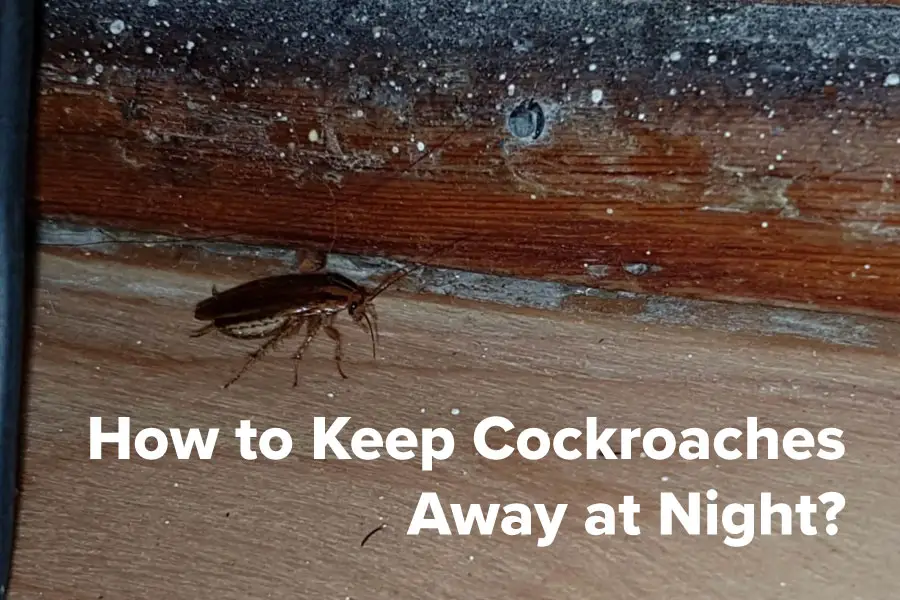 How to Keep Cockroaches Away at Night? [PROVEN method!]