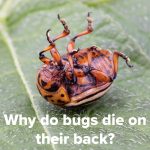 Why do bugs die on their back?