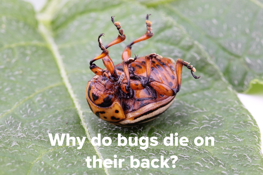 Why do bugs die on their back