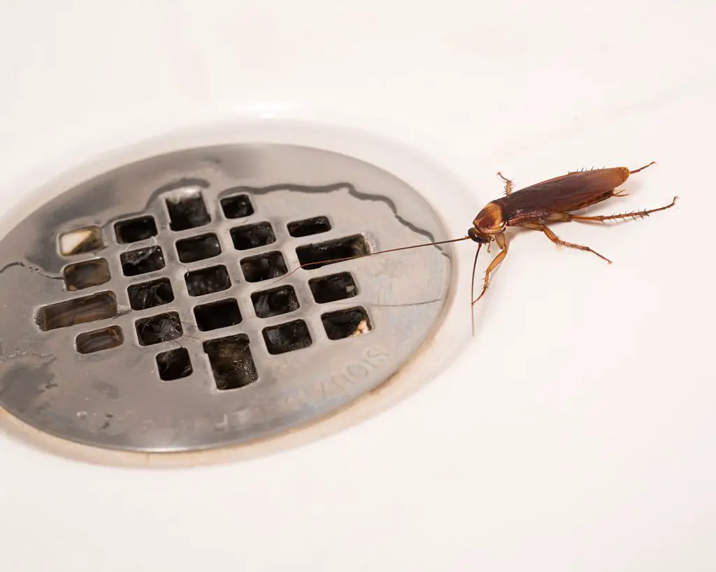 How Long Do Cockroaches Live Roach Lifespan Explained Apb