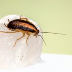 Do Roaches Sleep?