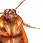 Cockroach In My Dream, Scientific Interpretation & Analysis