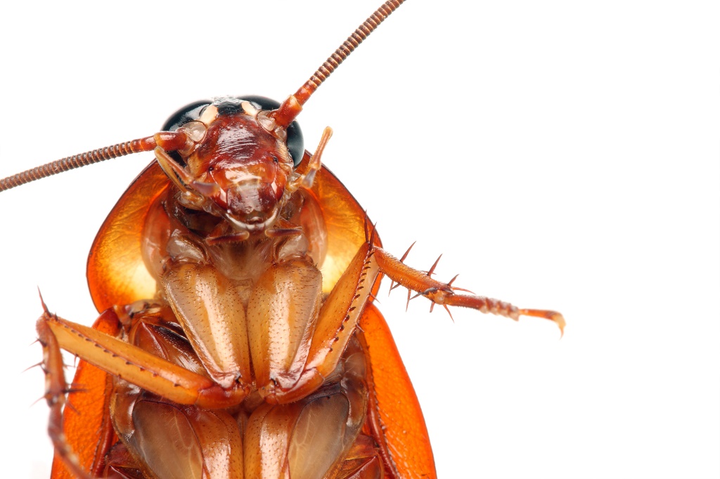 Cockroach In My Dream, Scientific Interpretation & Analysis