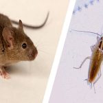 Do Mice Eat Roaches?