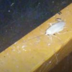 Albino Roach: A Guide to White Cockroach