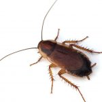Bugs That Look Like Cockroaches (Don’t be FOOLED)