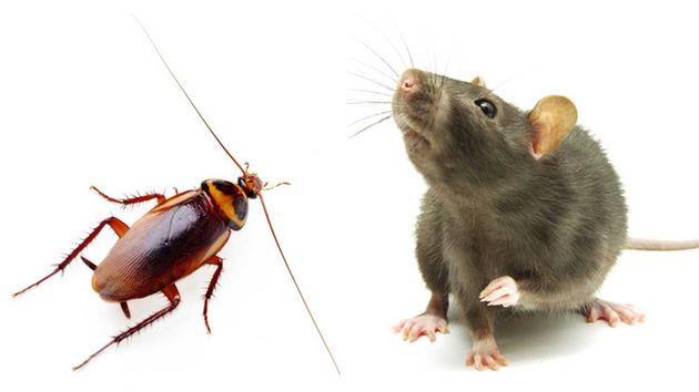 mice eat roaches