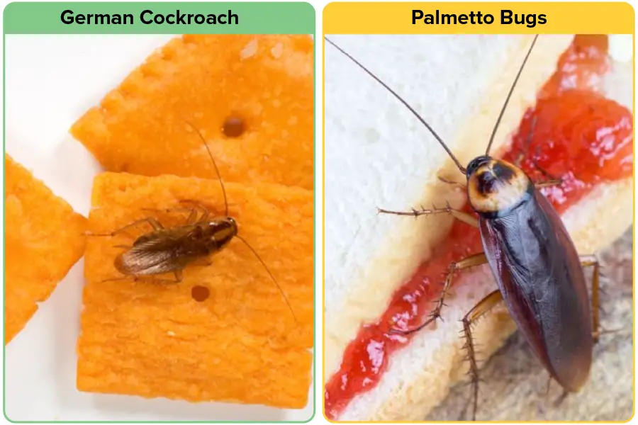 Food of german cockroach vs American cockroach