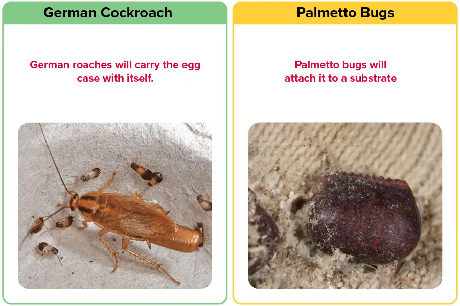 Egg case placement of German Cockroach vs Palmetto Bug