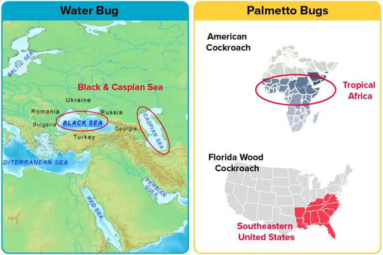 Palmetto Bug Vs. Water Bug [15 Differences] APB